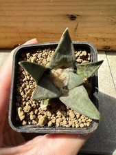 Ariocarpus confusus Aramberri, Own Root, 4 cm, 5 Cm Pot, Not Copiapoa, Aztekium