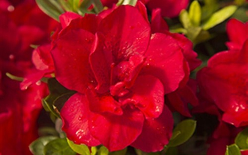 Bonfire azalea deciduous - bonfire~~azalea, well