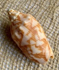 Cymbiola vespertilio "Bat