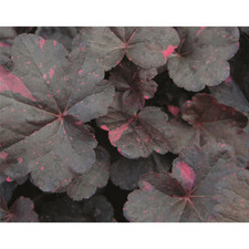 Heuchera "Midnight Rose" -