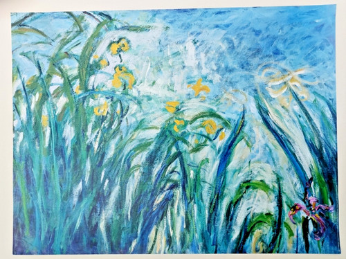 Monet iris jaunes et - jaunes, mauves