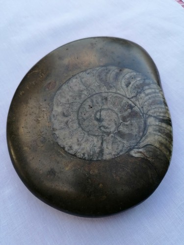 Conchiglia fossile