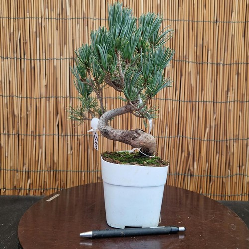 Bonsai pino pentaphilla h - bonsai,