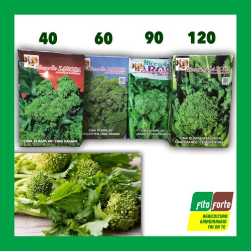 Semi cima rapa - di, di