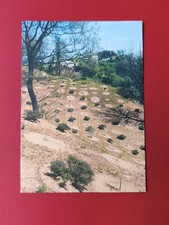 TARTUFICOLTURA ASCOLI PICENO CARTOLINA PUBBLICITARIA A COLORI