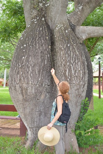 Chorisia speciosa albero - chorisia,