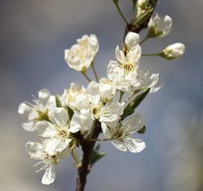 Prunus salicina | Japanese plum | Chinese plum - prugna giapponese | cinese