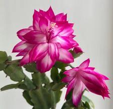 Schlumbergera Doppia Izzie