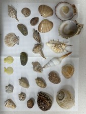 Collezione Di 24 Conchiglie