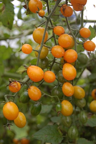 Pomodoro uva oro cubano - d'oro,