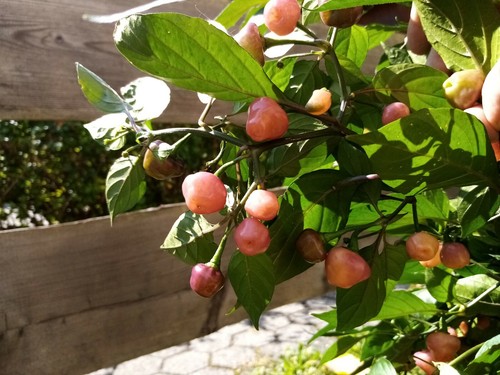 Cheiro roxa peperoncino - cheiro, (15+