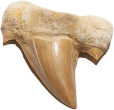 Fossile dente squalo - fossile,