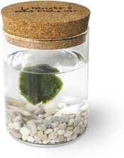 Marimo Original Sughero La