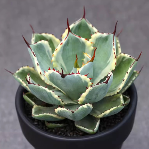 Agave potatorum kishoukan - agave,