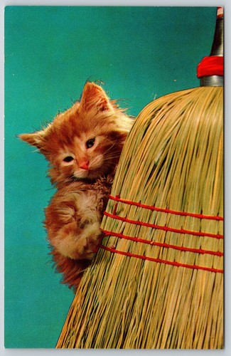 Cartolina gattino scopa - e,