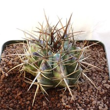 Echinocactus ingens 15cm