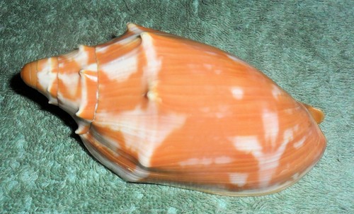 Rfm 86675 voluta - ra, cymbiola