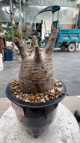 Pachypodium rosulatum var