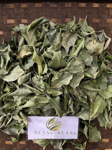 Daun beringin foglie - daun, di