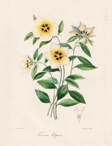 Turnera elegans fiore burro - fiore,