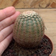 Echinocereus pectinatus Vaso