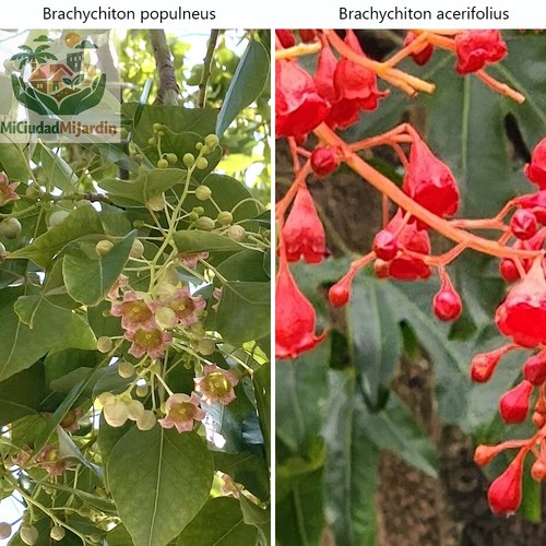 Brachychiton bottle tree - , mix