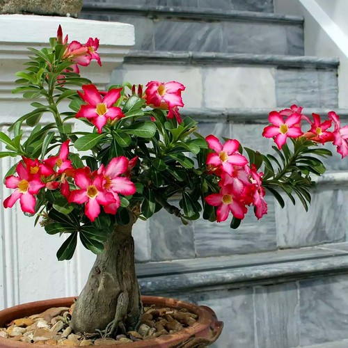 Adenium obesum seeds - adenium,