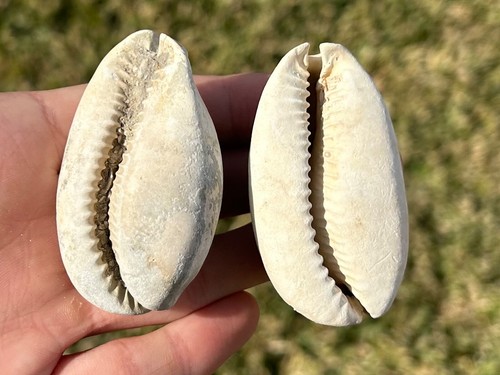 Florida fossil gastropods - florida,