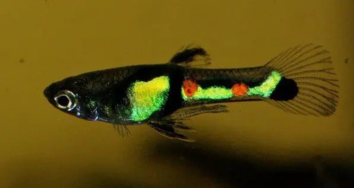 Endler tigre black - tigre,