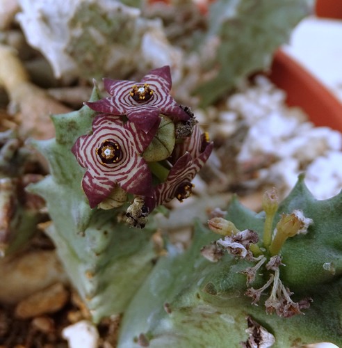 Caralluma europea south - caralluma,