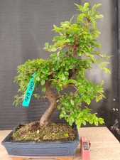 bonsai  olmo cinese  h 47  cm