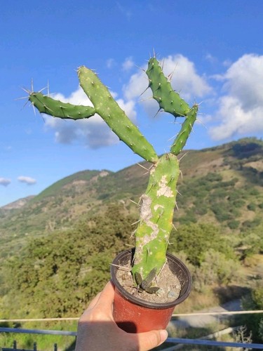 Vaso cm pianta - 🪴vaso,