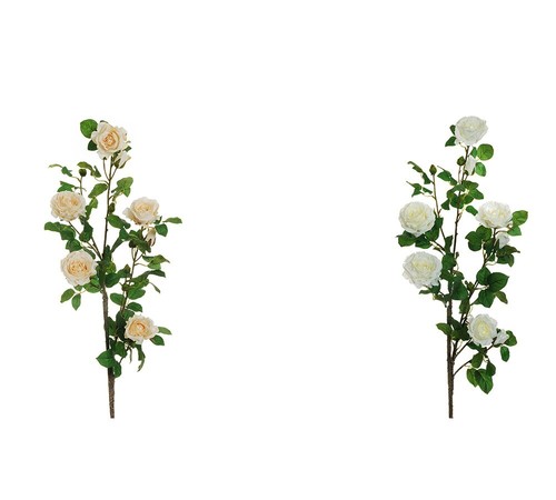 Rosa giardino tralcio - da,