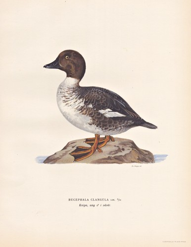 Schellente anatra duck anatre - duck,