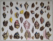 Albertus Seba 1758 -