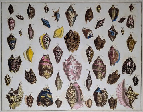 Albertus seba 1758 - seba,