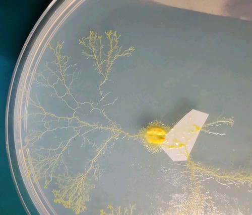 Physarum polycephalum - 3,