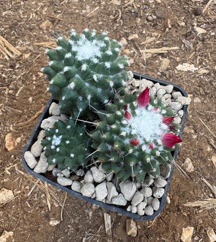 Mammillaria toluca cactus - mammillaria,