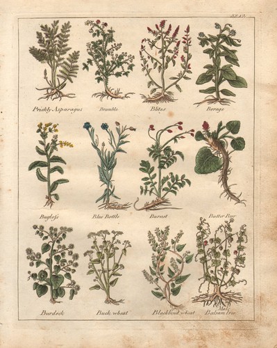 1810 print culpepers herbal - 1810,
