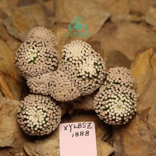 Vendita raro cactus - vendita, 7