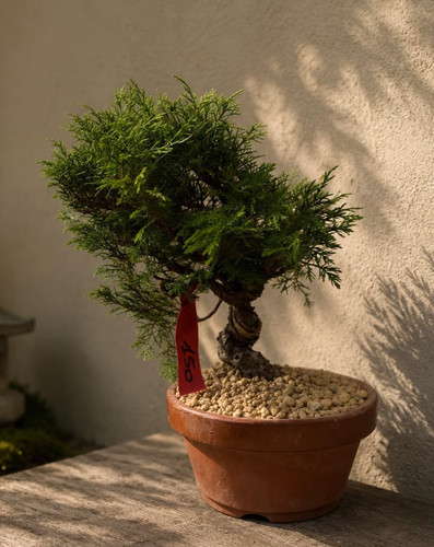 Vendo splendido bonsai - , di