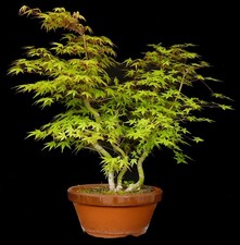 Bonsai - Acer palmatum - Acero