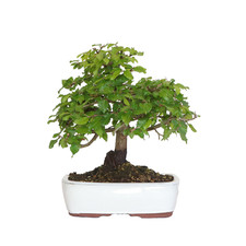 Kentis bonsai di carpino - di,