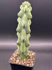 Myrtillocactus