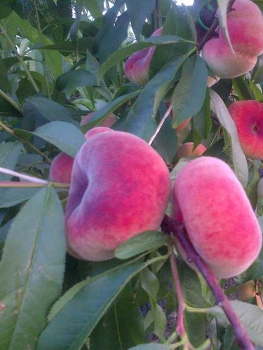 Alberi frutto pesca piatta - alberi,