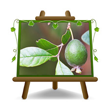 Feijoa Autofertile pianta su vaso 20cm Altezza 90-100 cm eta' 2 anni