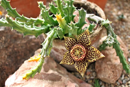 Stapelia - (sin., orbea)