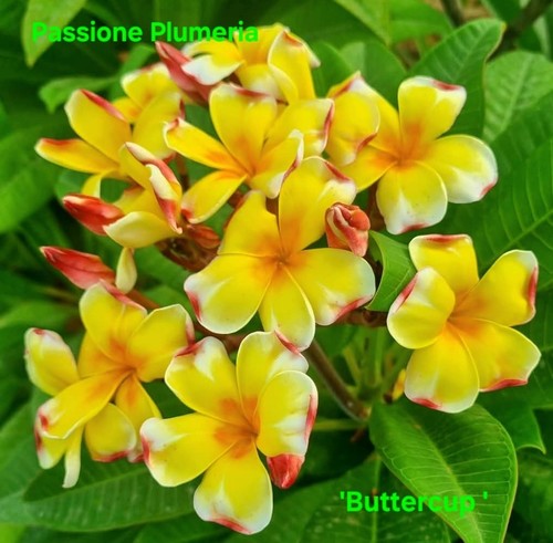 Talea plumeria - plumeria, (plumeria