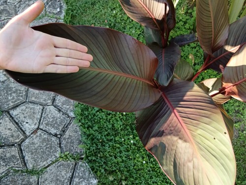 Pianta canna russian red - canna,