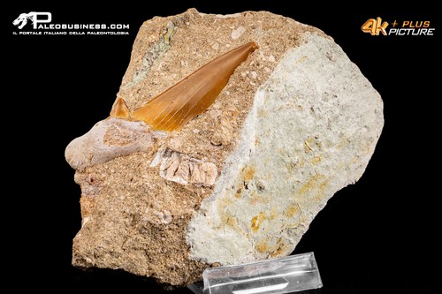Dente fossile otodus - dente,